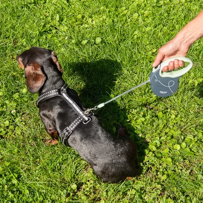 Cane con pettorina a pois e guinzaglio Flexi verde su un prato. Mano tiene il guinzaglio, adatto per passeggiate.