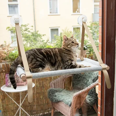 Chat tigré allongé sur un hamac gris fixé à une fenêtre par des ventouses et sangles beiges, structure en tissu et plastique visible.