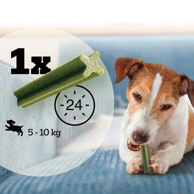 Grüner Kausnack, 1x täglich für Hunde von 5-10 kg. Uhrsymbol mit Zahl 24 und Hundesymbol sichtbar. Hund auf Sofa kaut den Snack.