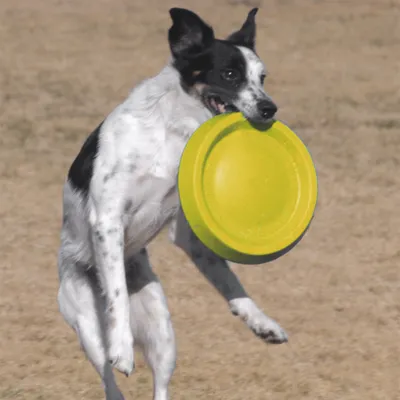 Pes si hraje se žlutým frisbee na louce.