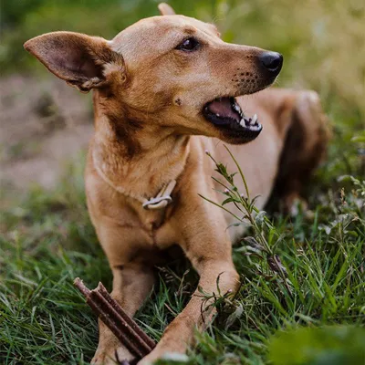 Dog lying on grass chewing a stick-shaped chew snack.