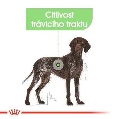 Ilustrace psa s označením oblasti břicha a textem: Citlivost trávicího traktu