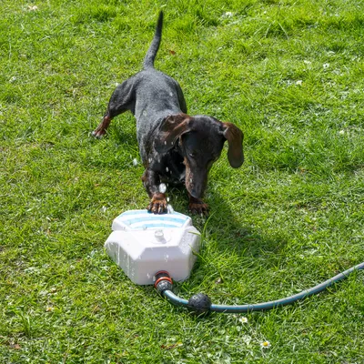 TIAKI Garden Fountain koirille TIAKI Garden Fountain koirille