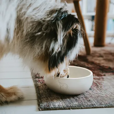 Hund frisst aus einer cremefarbenen Futterschale mit geprägtem Hundemotiv. Schale steht auf einem Teppich.
