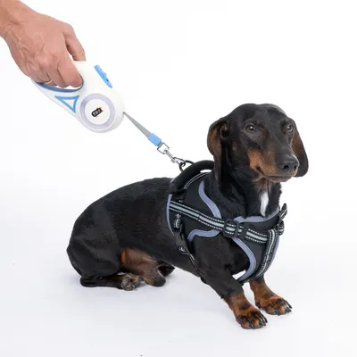 Teckel noir portant un harnais noir et gris, attaché à une laisse rétractable blanche et bleue tenue par une main adulte. Harnais avec bandes réfléchissantes visibles.