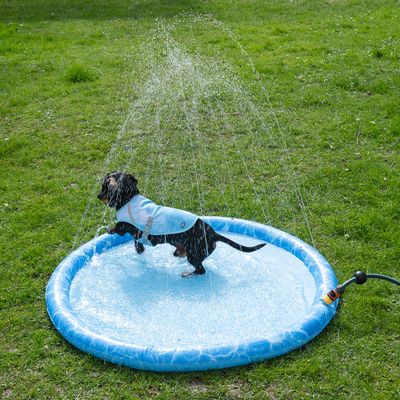 Pes si hraje v modrém bazénu s vodním rozprašovačem na trávníku. Bazén s připojenou zahradní hadicí pro přívod vody.