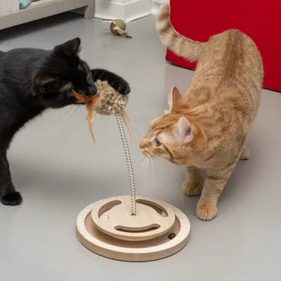Zwei Katzen spielen mit einem interaktiven Holzspielzeug, bestehend aus einer Feder und einer Plattform mit Öffnungen.