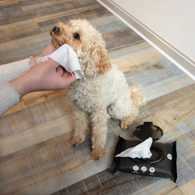 Hond wordt gereinigd met vochtige doek. Zwarte verpakking met symbolen: antibacterieel, parfumvrij, huidvriendelijk.