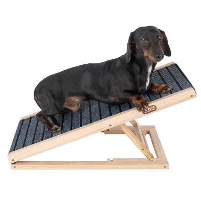 Chien allongé sur une rampe inclinée en bois avec surface antidérapante grise, logo D+ visible sur le côté. Rampe pour animaux de compagnie.