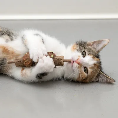 Chaton tigré blanc, noir et roux allongé au sol tenant un jouet en bois entre ses pattes avant. Jouet cylindrique avec boule visible au centre.