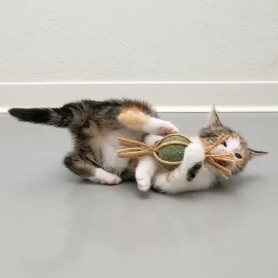 Kattunge leker med en grön boll av naturmaterial, omvirad med bruna snören.