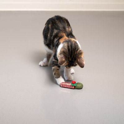 Jonge kat speelt met een rood-wit gestreeeld kattenspeeltje, ontworpen met groene stof en rode accenten.