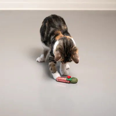 Young cat playing with a red and white striped cat toy, designed with green fabric and red accents.