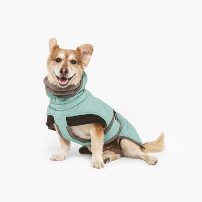 Chien portant un manteau pour chien vert clair avec doublure grise et détails noirs, vu de dos, assis sur fond blanc. Manteau couvrant le dos et le cou du chien.