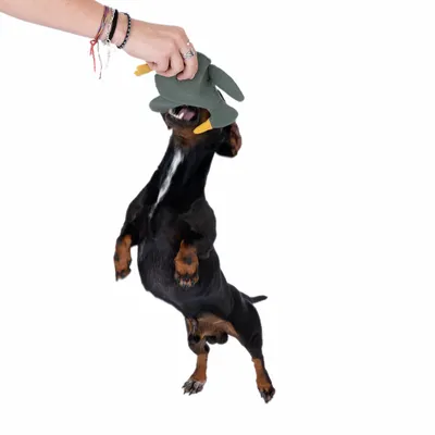 Dog jumps and reaches for a green fabric toy shaped like a bird, held by a hand.