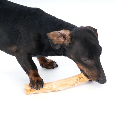 Hund kaut auf einem Holz-Kauspielzeug. Produkt zeigt Nutzung durch Haustier.