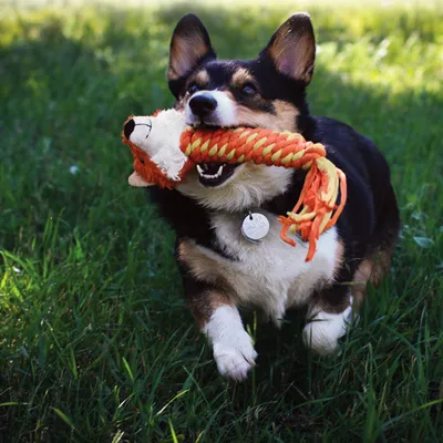 Hund spielt mit orangefarbenem Seilspielzeug in Form eines Fuchses auf einer Wiese.