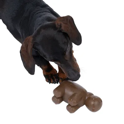 Bassotto gioca con un gioco da masticare marrone a forma di orso.