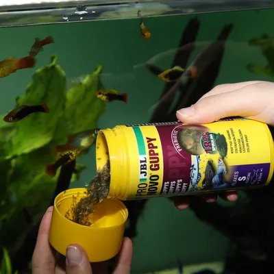 JBL Novo Guppy Fischfutter, gelbe Dose mit Flocken, Hand schüttet Futter ins Aquarium mit Guppys.