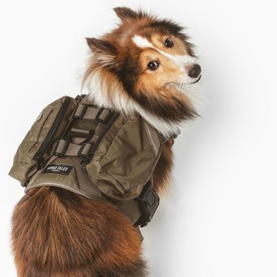 Chien portant un harnais marron avec sacoches et étiquette visible « NOMAD TALES » ; boucles en plastique noir, tissu synthétique.