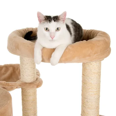 Kratzbaum mit beigem Plüschbezug und Sisalstämmen, obere Liegefläche mit Katze darauf.