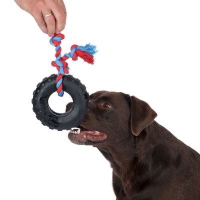 Cane gioca con un gioco a forma di pneumatico nero, fissato a una corda rosso-blu. Una mano tiene il gioco sollevato.