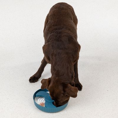 Brauner Hund frisst aus einem blauen Anti-Schling-Napf mit gewelltem Design, das langsames Fressen fördert.