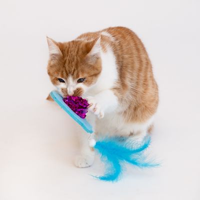 Punainen kissa leikkii sinisestä muovista, violetista glitteristä ja sinisistä höyhenistä tehdyllä lelulla.
