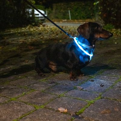 Dog with luminous collar at night on a pavement. The collar provides better visibility in the dark.