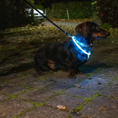 Hund mit leuchtendem Halsband bei Nacht auf einem Gehweg. Das Halsband sorgt für bessere Sichtbarkeit im Dunkeln.