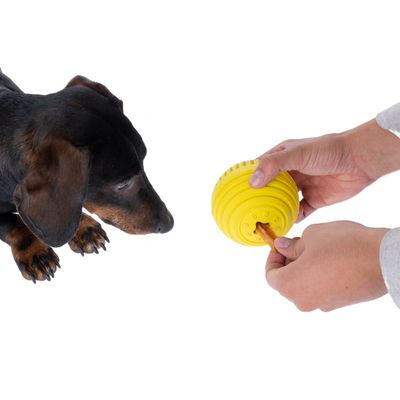 Chien à poil court regardant une balle jaune en plastique tenue par une personne, avec une friandise insérée dans l'ouverture de la balle.