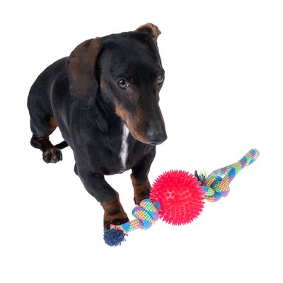 Pies z kolorową zabawką z liny i czerwoną piłką. Produkt do zabawy dla zwierząt domowych.