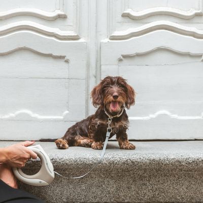 Petit chien marron assis sur une marche, attaché à une laisse rétractable grise tenue par une main. Porte blanche en arrière-plan.