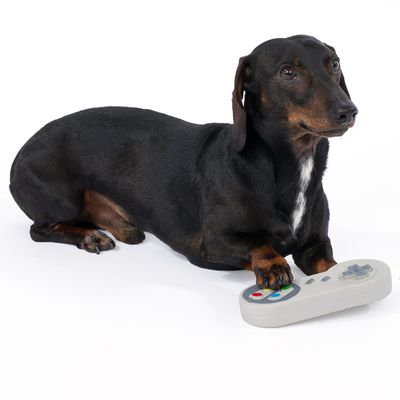 Jazvečík leží na bielom pozadí s hračkárskym diaľkovým ovládačom pod labkou.