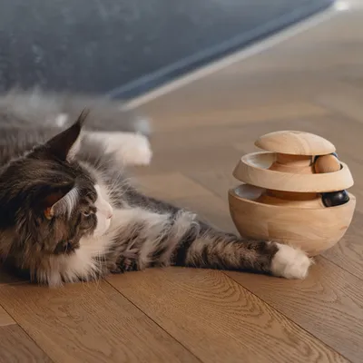 Wooden toy with multiple levels and balls, lying on a wooden floor. Cat is watching the toy.