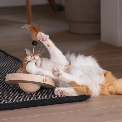 Wooden toy with feather and ball, brand Lotte. Cat playing on carpet with the toy.
