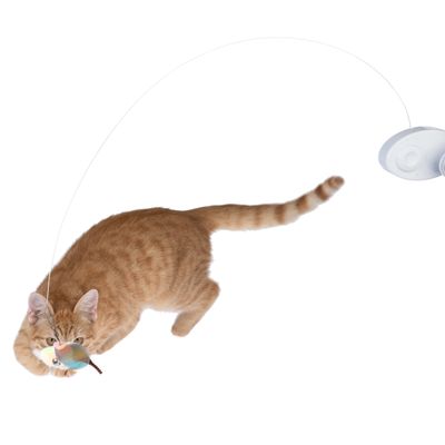 Zabawka z przyssawką i elastycznym drutem, do którego przymocowany jest kolorowy obiekt. Kot bawi się zabawką.