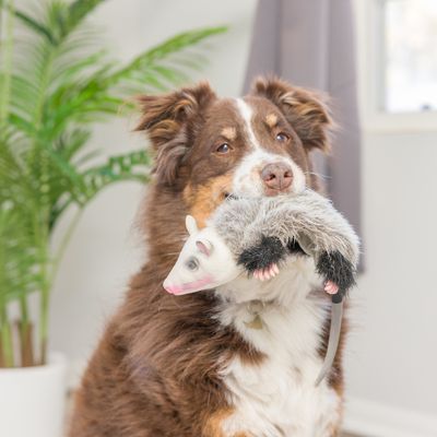 Chien tenant dans sa gueule un jouet en forme de raton en peluche avec tête blanche, pattes roses et queue grise, à l’intérieur d’une maison.