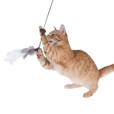 Red cat playing with a teaser wand that has a feather as an attachment.