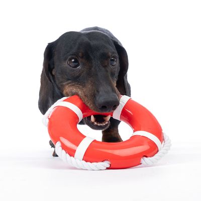 Pes si hraje s červenou záchrannou hračkou z plastu a lana.