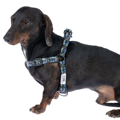 Schwarzer Hund trägt ein verstellbares Geschirr mit blau-grünem Muster und Schnallen. Etikett zeigt Marke 'Tre Ponti'.