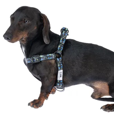 Cane nero con pettorina regolabile con motivo blu-verde e fibbie. L'etichetta mostra il marchio 'Tre Ponti'.