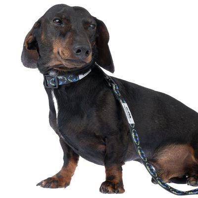 Schwarzer Hund mit Halsband und passender Leine, beide mit blau-grünem Muster. Produkt zeigt Design und Anwendung von Zubehör.