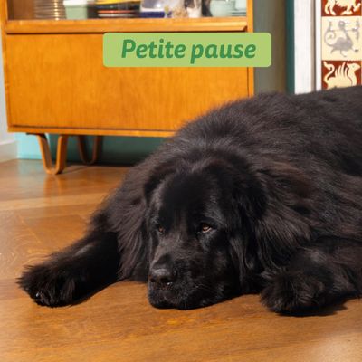 Edgard & Cooper Large Adult Dog Agneau sans céréales - 12 kg