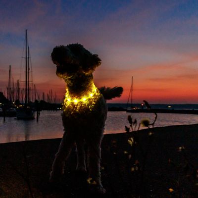 Chien portant un collier lumineux jaune allumé, visible en extérieur au crépuscule près d’un plan d’eau et de voiliers.
