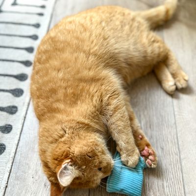 Rode kat speelt met een blauw stoffen speeltje op een houten vloer.