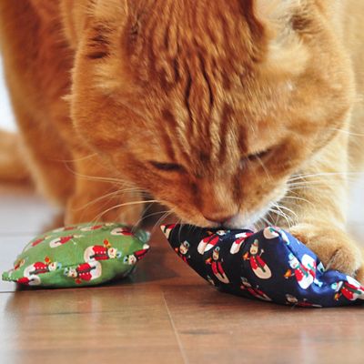 Červená mačka sa hrá s dvoma plyšovými hračkami v zelenej a modrej farbe s potlačou snehuliaka.