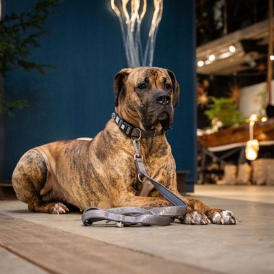 Stor hund med brun-svart päls bär ett svart halsband och är fäst vid ett grått koppel. Kopplet ligger på golvet inomhus.