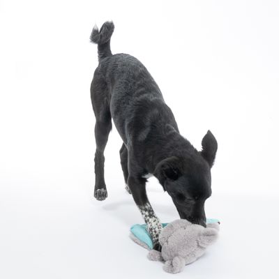 Svart hund leker med en grå plyschleksak mot vit bakgrund.