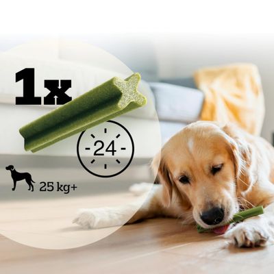 Sparpack! 168 x Pedigree Dentastix Daily Oral Care / Fresh - Fresh - för stora hundar (>25 kg)